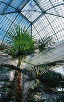 Palmový skleník